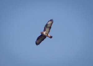 Nibbio reale in volo